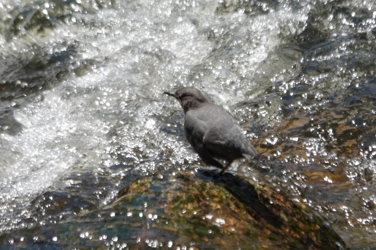 American Dipper - ML620628620