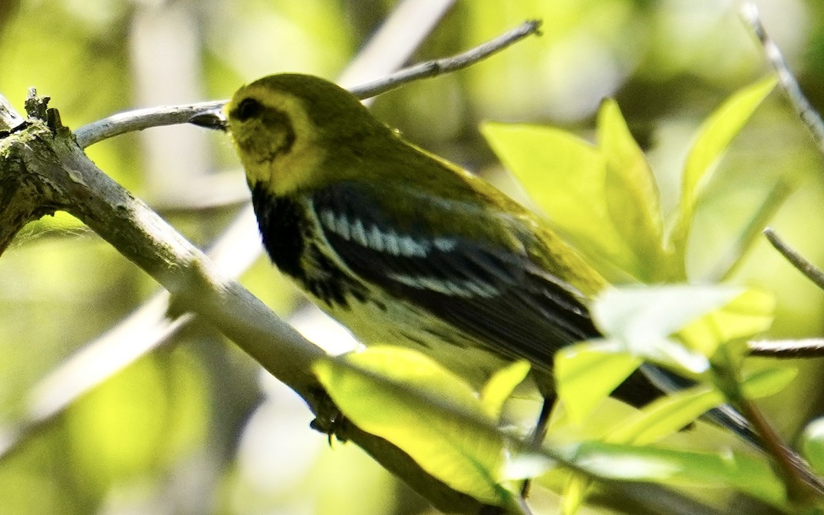 Black-throated Green Warbler - ML620628628