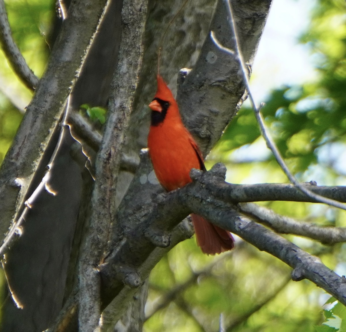 Northern Cardinal - Margaret Merar