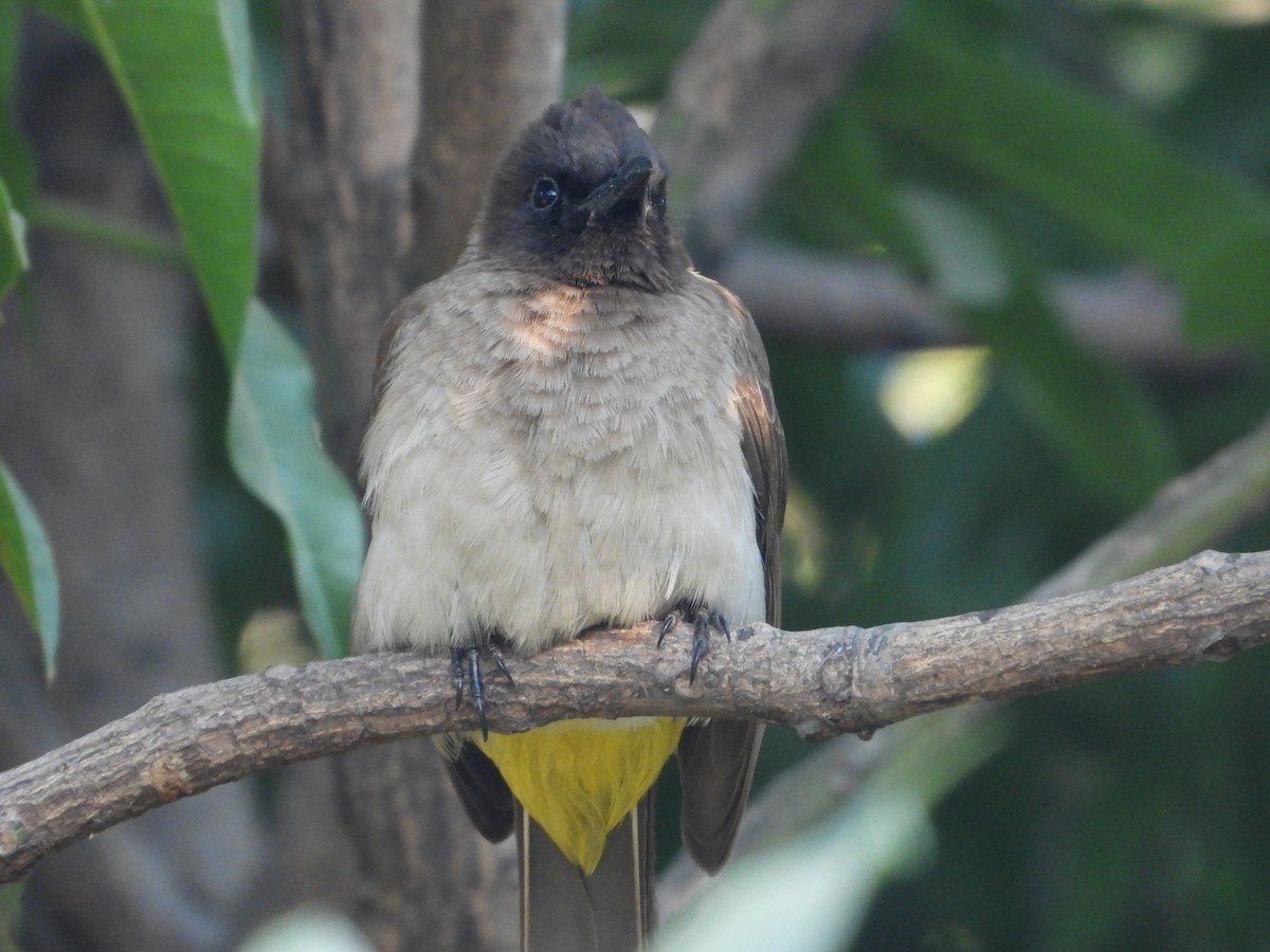 Bulbul des jardins - ML620628634