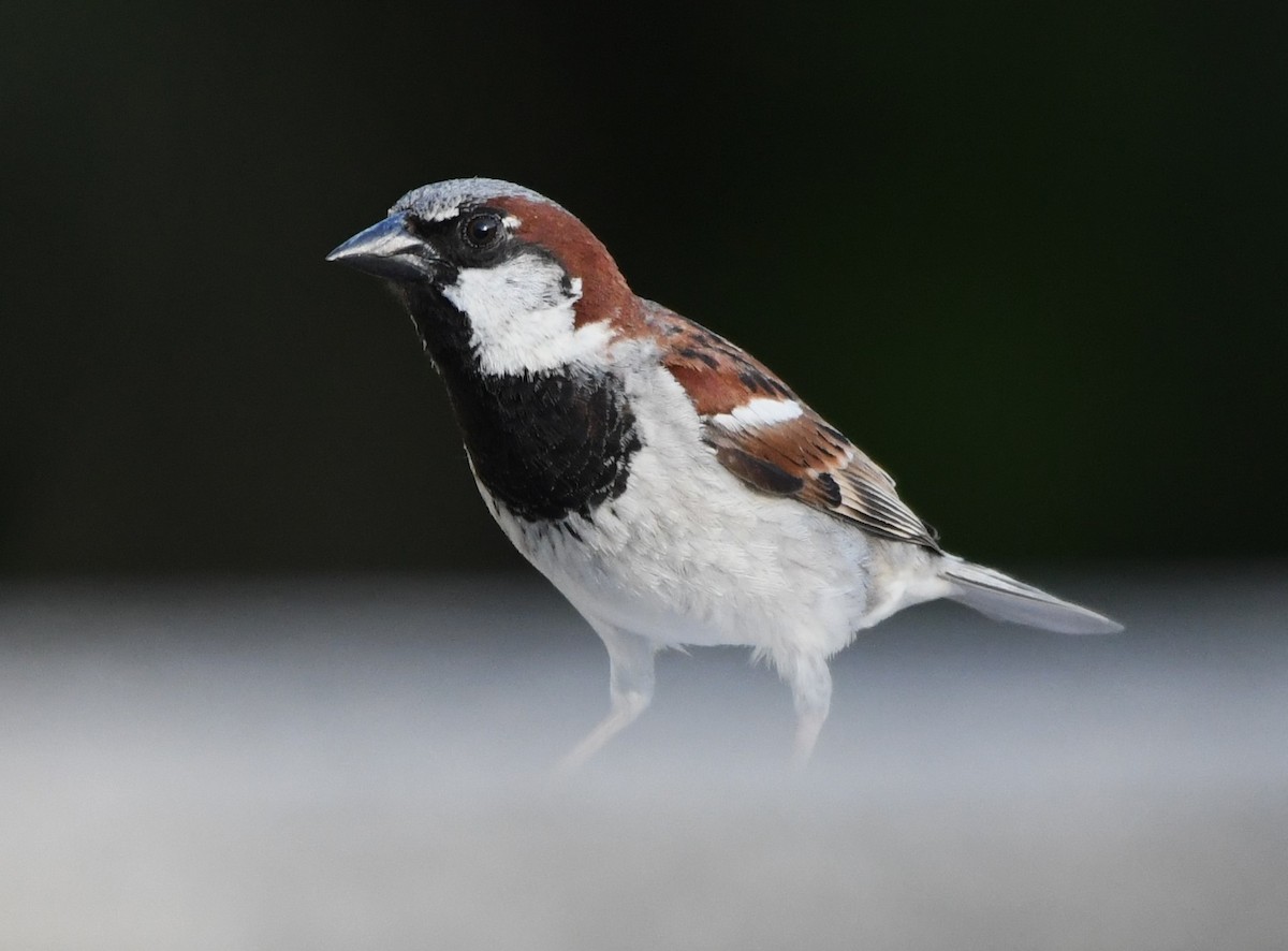 Moineau domestique - ML620628635