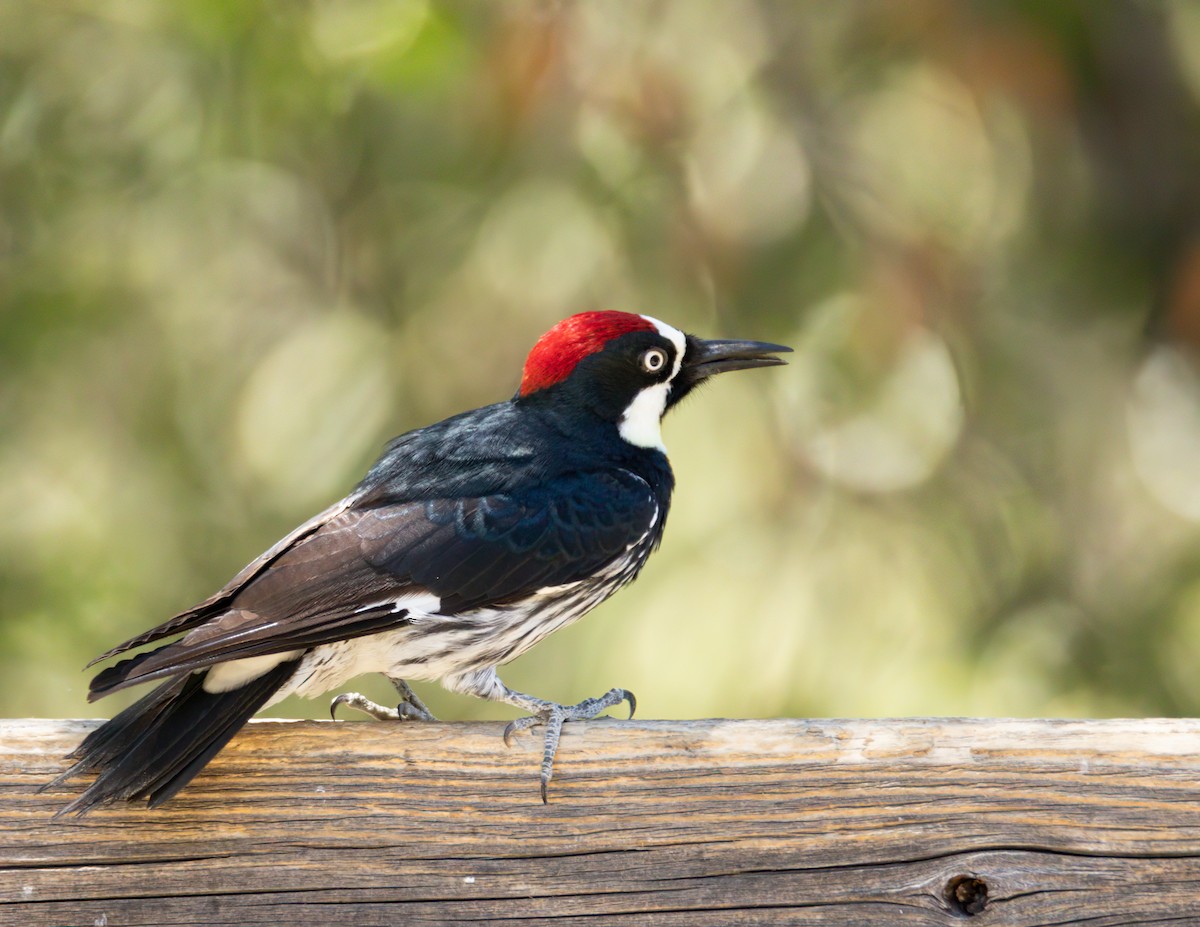 Acorn Woodpecker - ML620628636