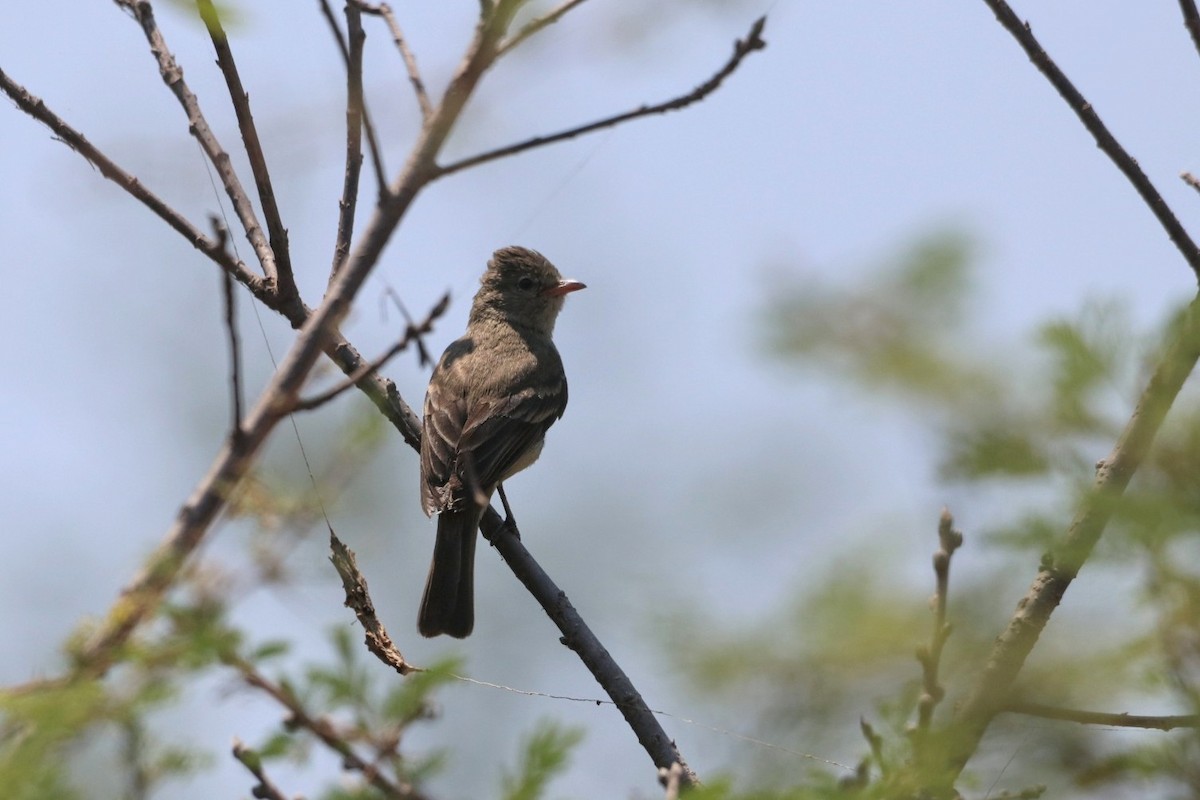 Northern Beardless-Tyrannulet - ML620628637