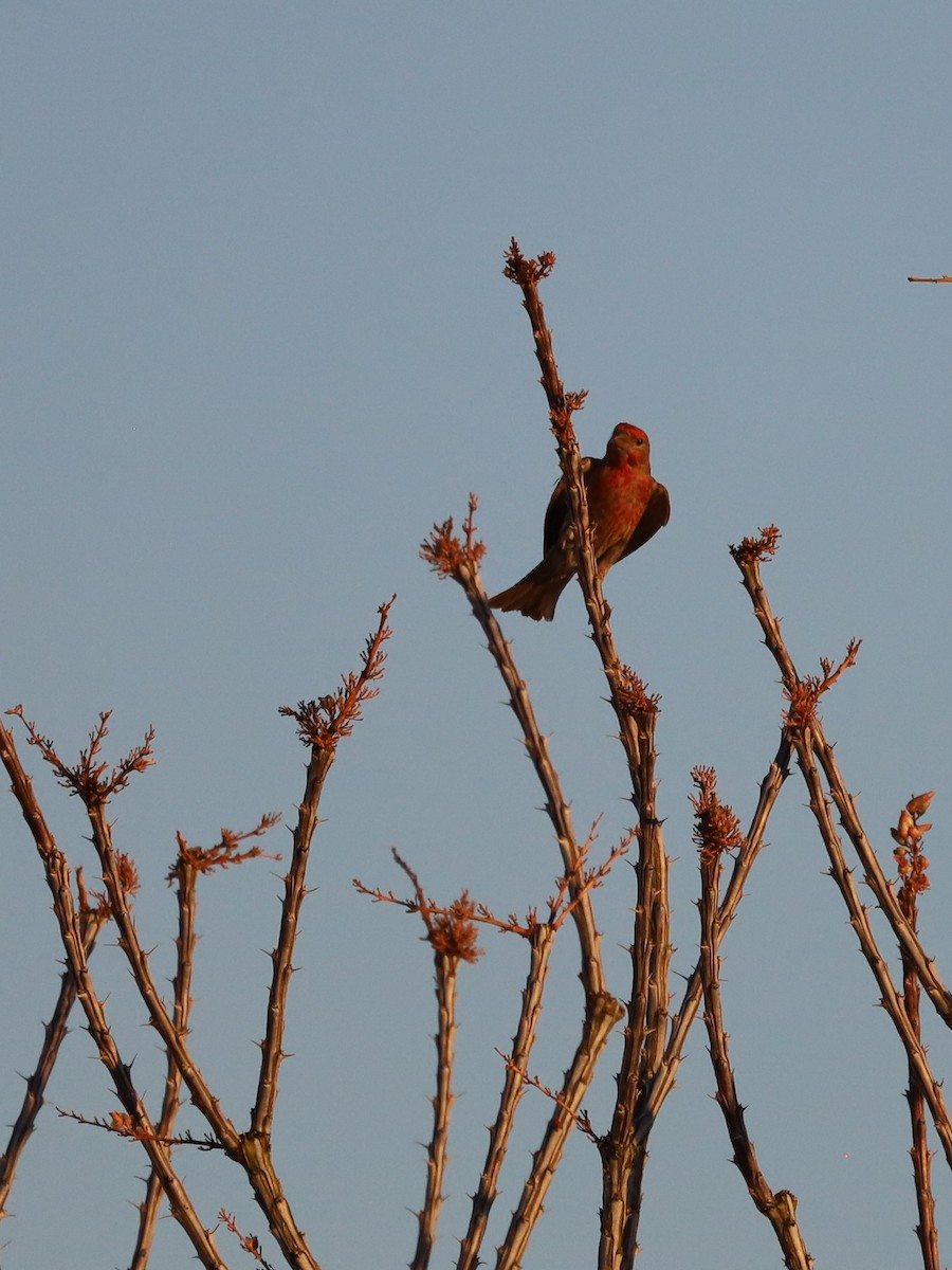 House Finch - ML620628639