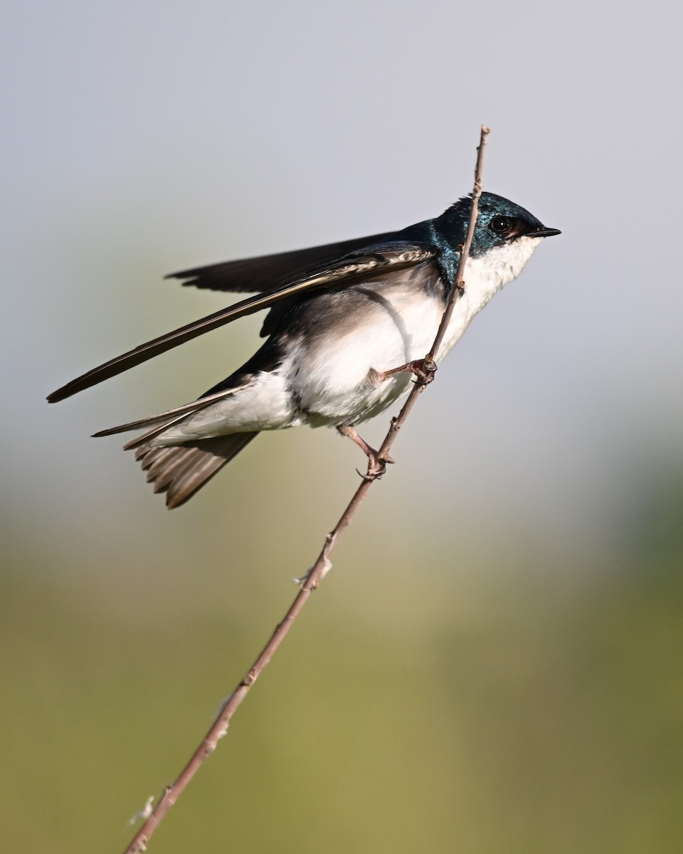 Golondrina Bicolor - ML620628640