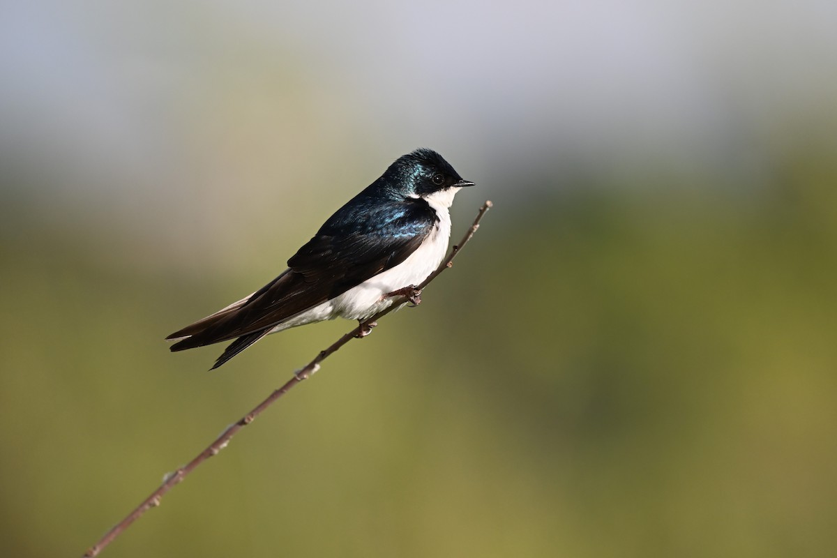 Golondrina Bicolor - ML620628642