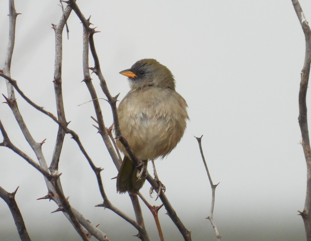 Great Pampa-Finch - ML620628643