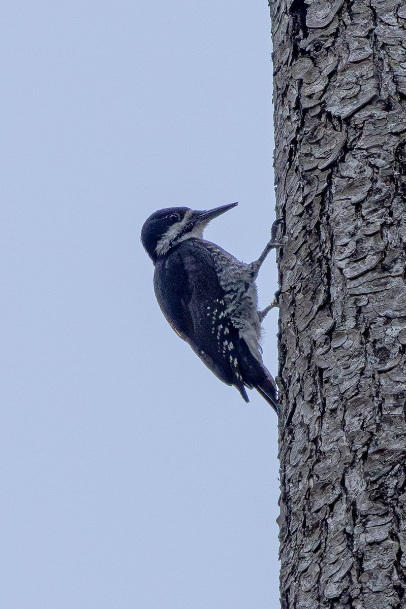 Black-backed Woodpecker - David Leonard