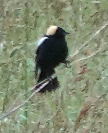 bobolink americký - ML620628647