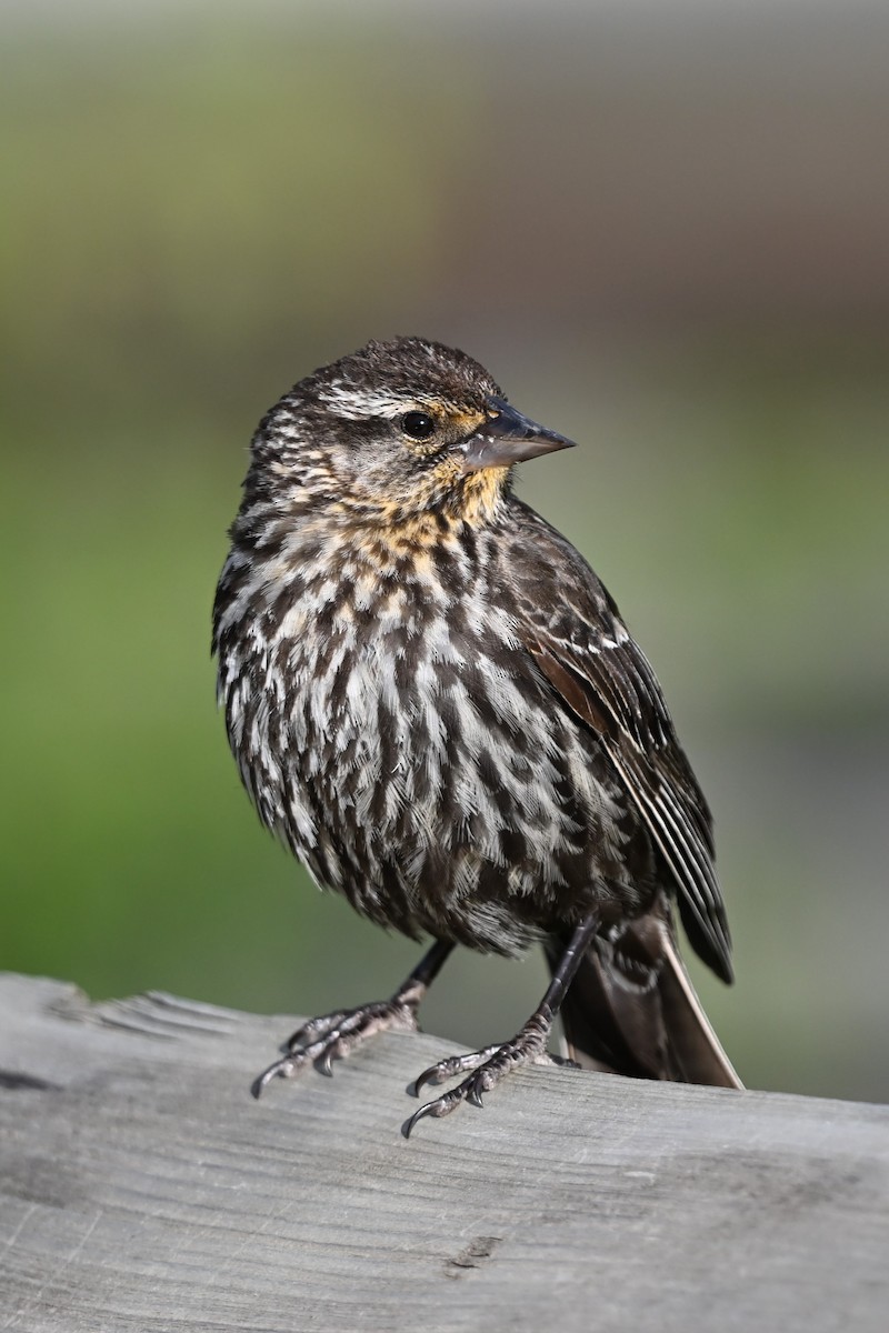 Red-winged Blackbird - ML620628648