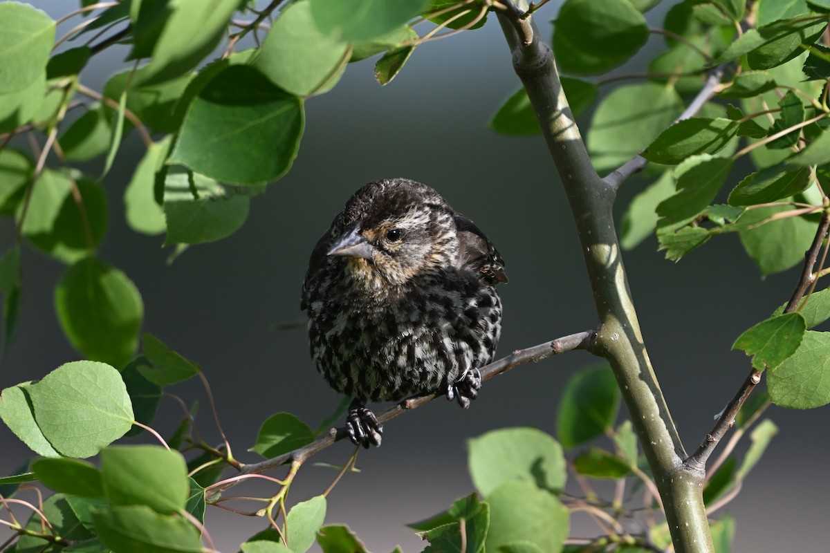 Red-winged Blackbird - ML620628649