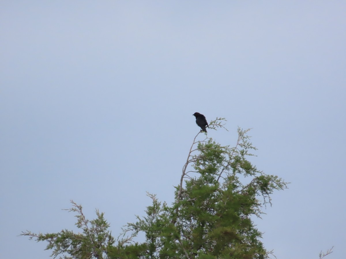 Brown-headed Cowbird - ML620628652