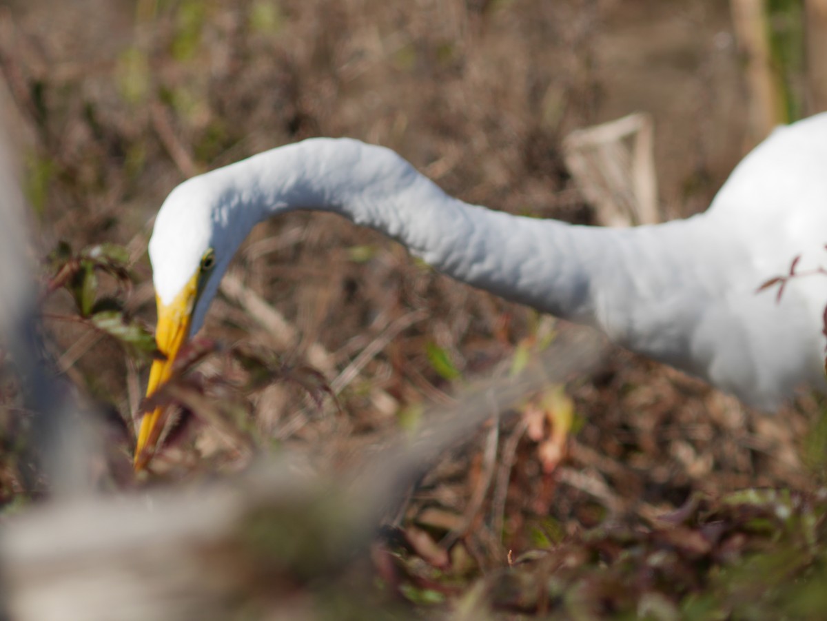 Great Egret - ML620628653