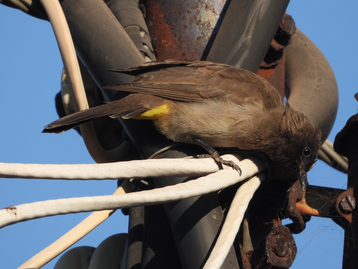 Bulbul des jardins - ML620628655