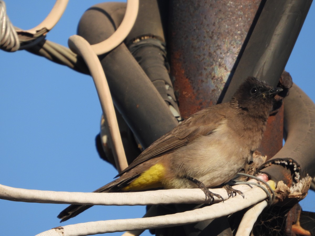 Bulbul Naranjero - ML620628656