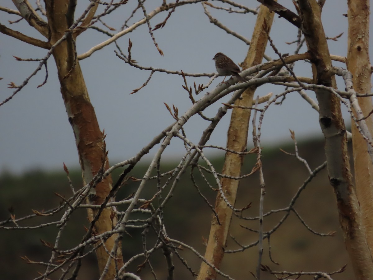 Chipping Sparrow - ML620628660