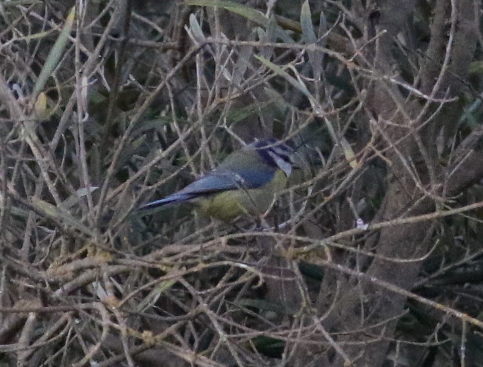 Eurasian Blue Tit - ML620628662