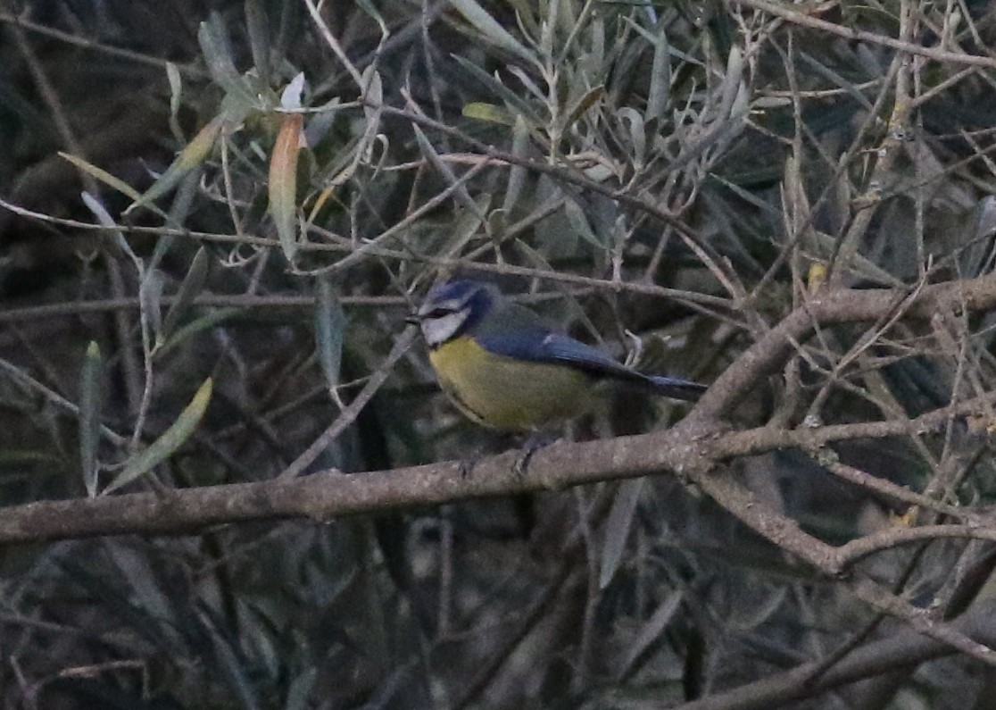 ירגזי כחול - ML620628663