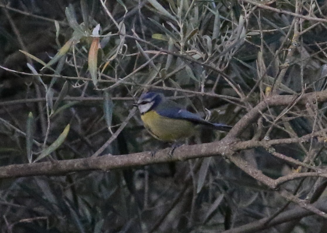 Eurasian Blue Tit - ML620628663