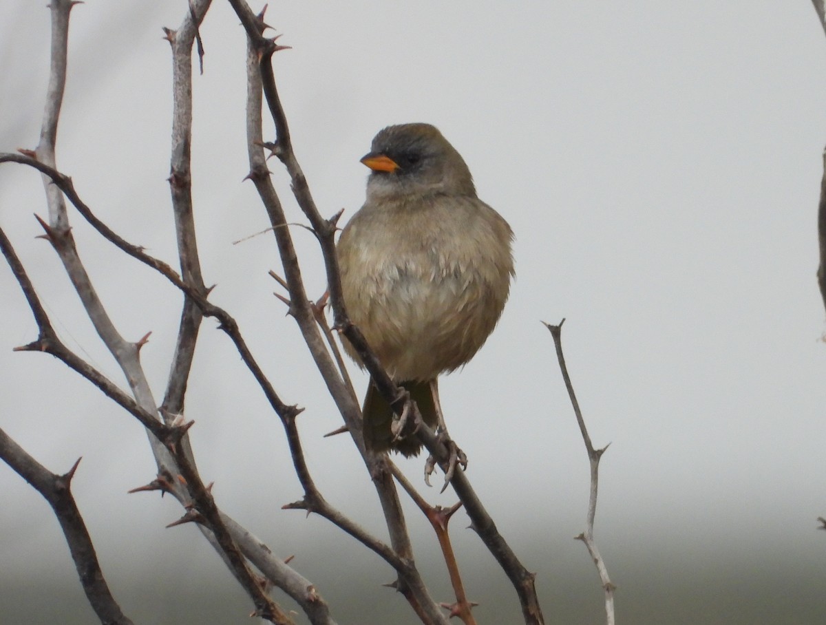 Great Pampa-Finch - ML620628664