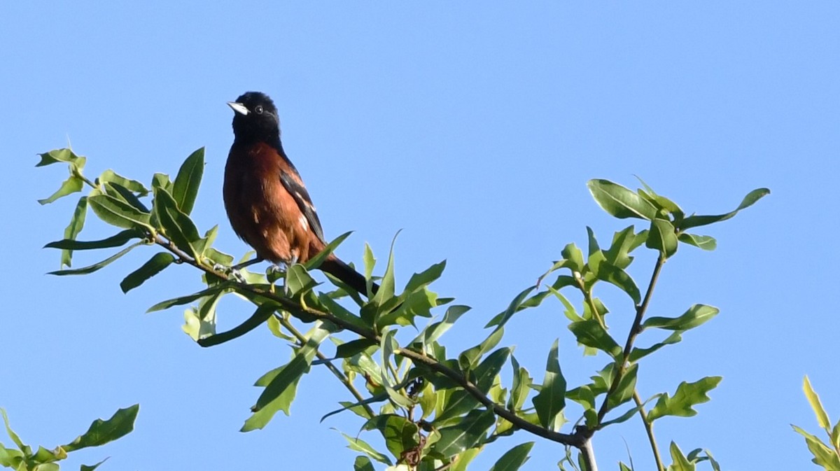 Orchard Oriole - ML620628668