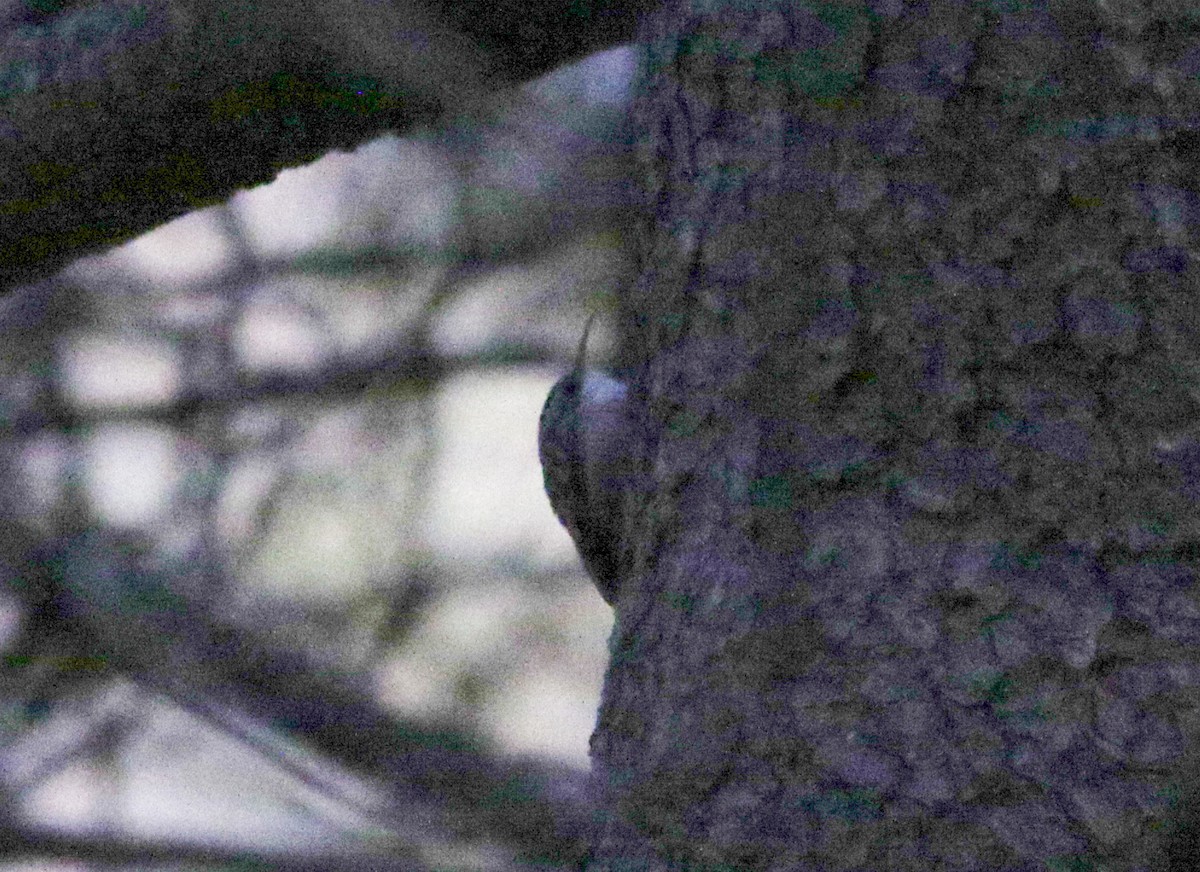 Short-toed Treecreeper - ML620628669