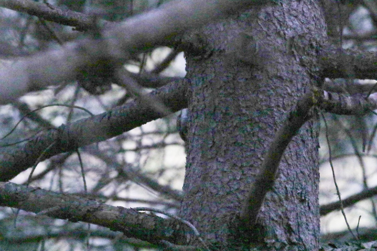 Short-toed Treecreeper - ML620628670