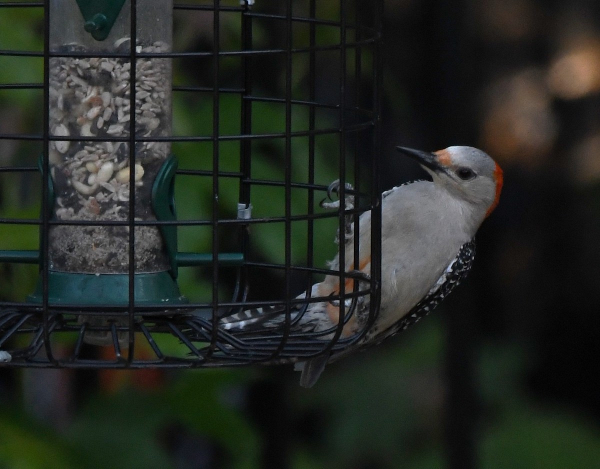 Red-bellied Woodpecker - ML620628674