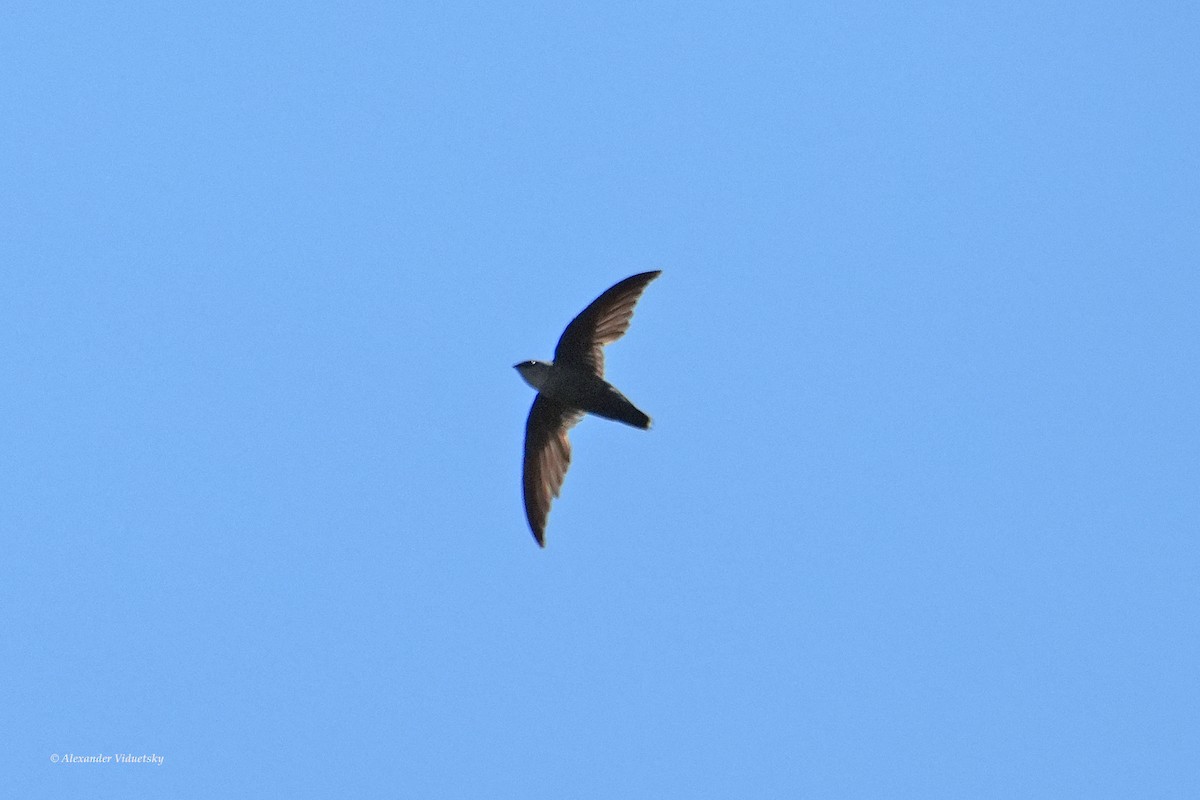 Chimney Swift - Alexander Viduetsky