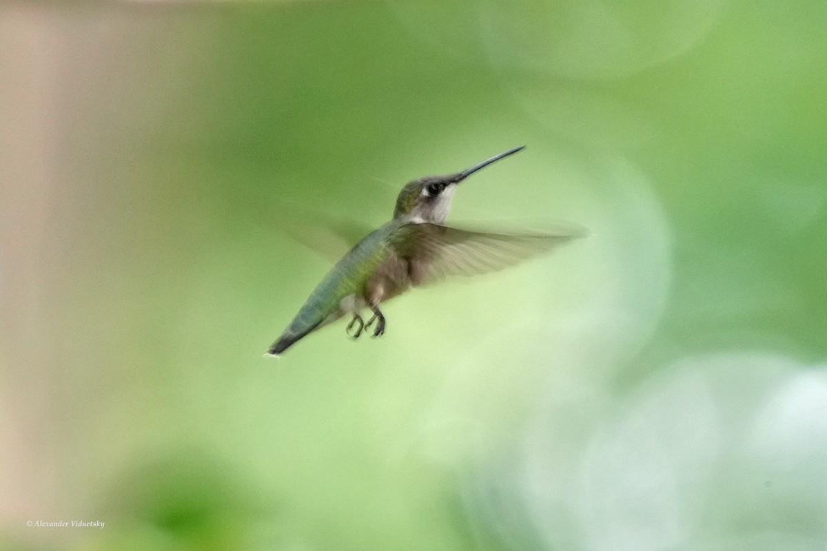 Ruby-throated Hummingbird - ML620628678