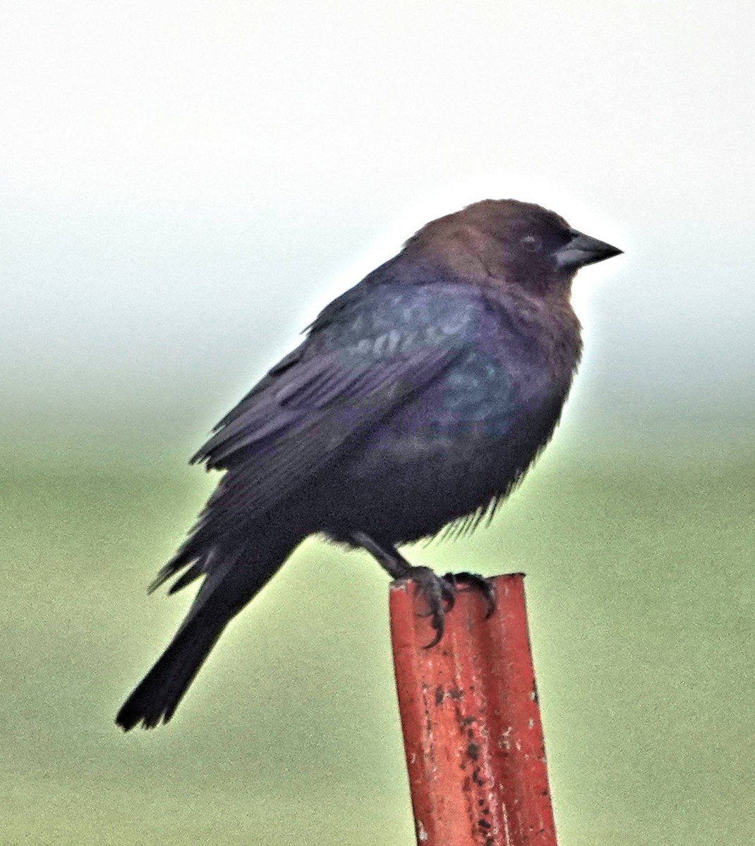 Brown-headed Cowbird - ML620628679