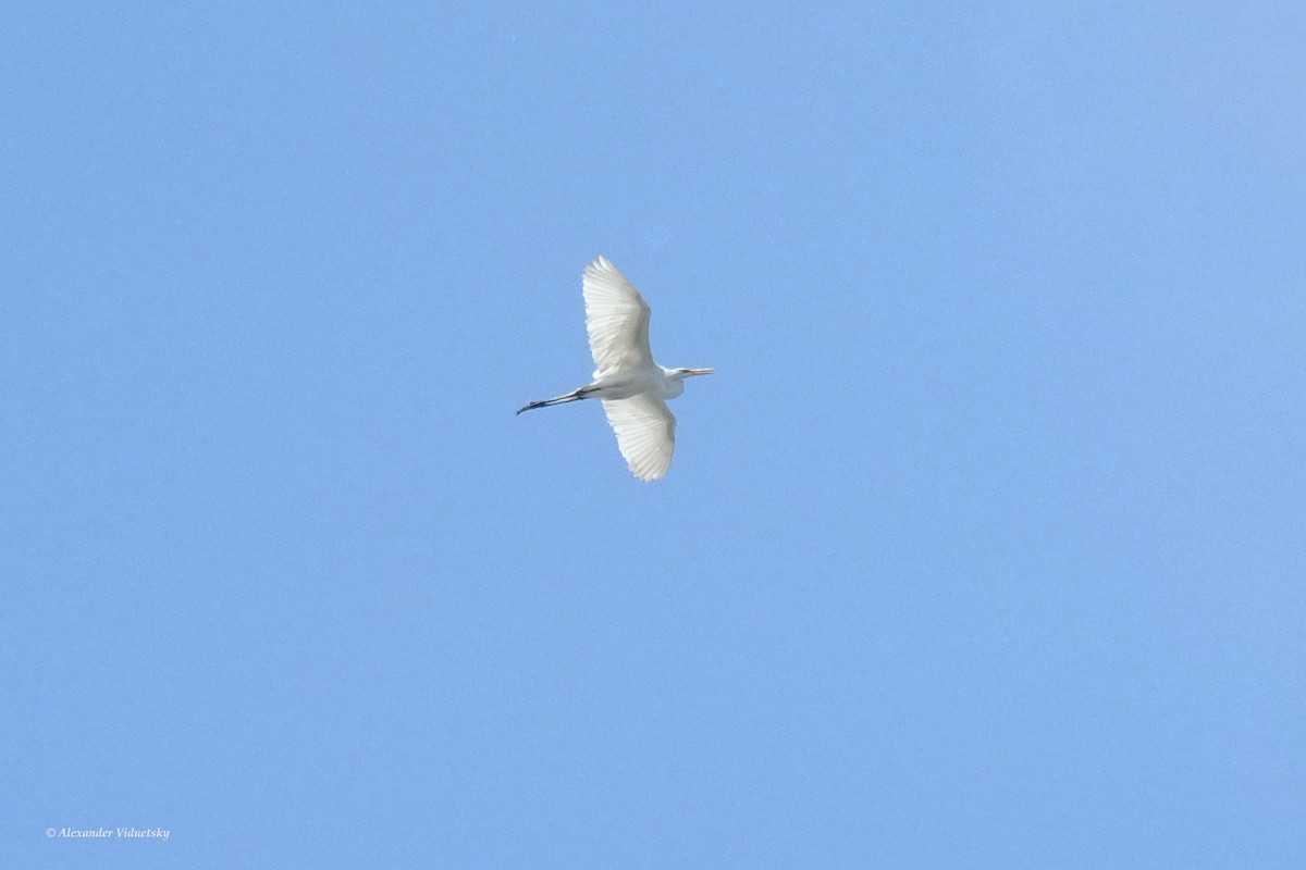 Great Egret - ML620628681