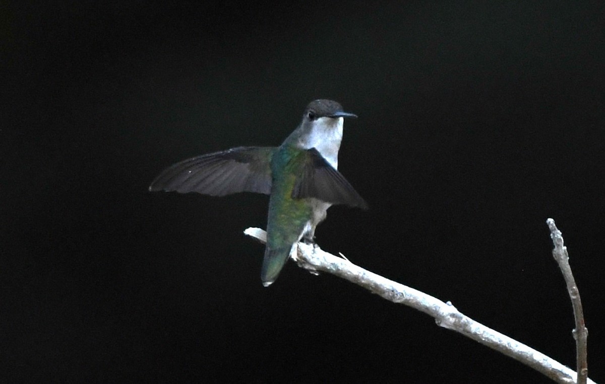 Colibri à gorge rubis - ML620628682