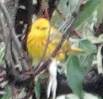 Yellow Warbler - ML620628687