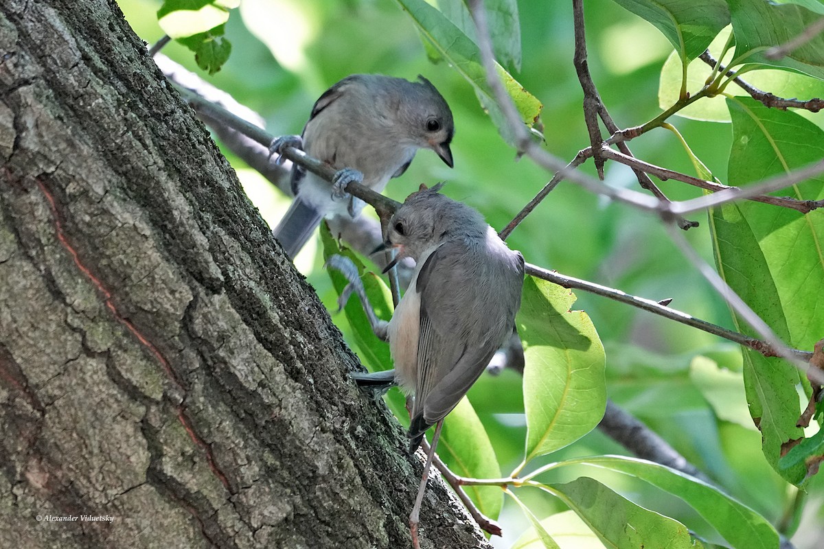 Tufted Titmouse - ML620628688