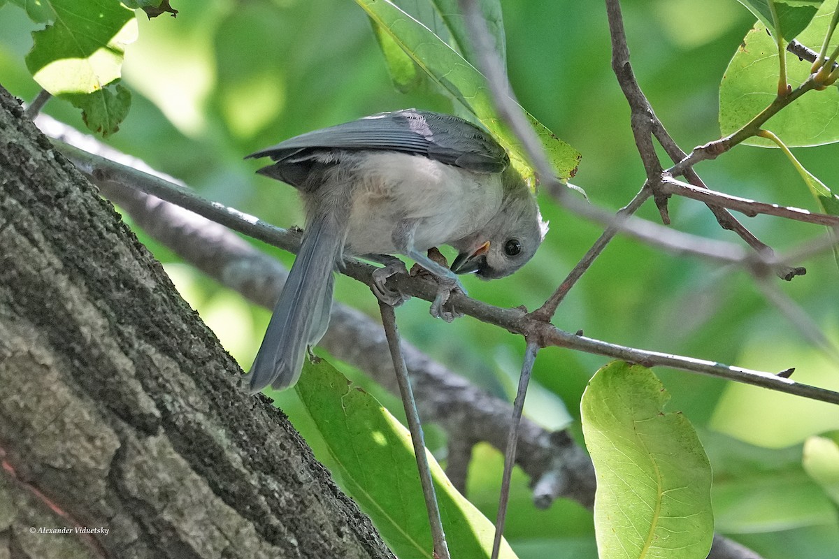 Tufted Titmouse - ML620628689