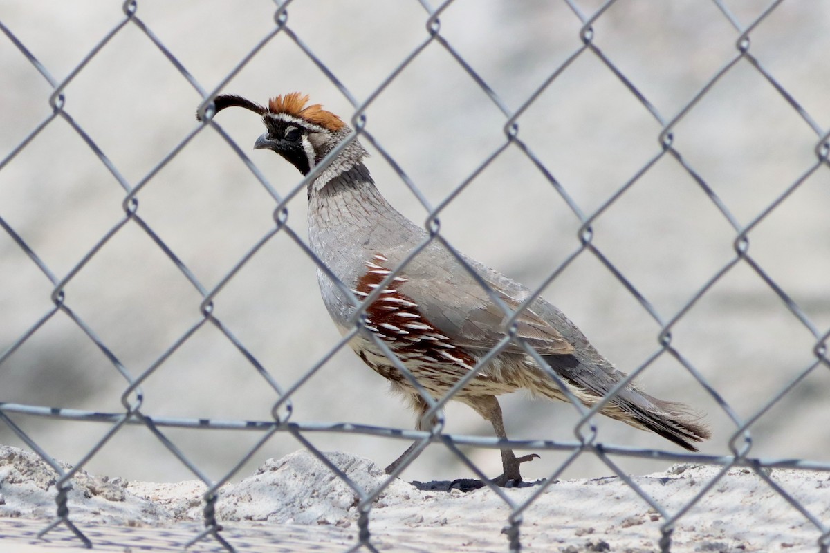 Gambel's Quail - ML620628691