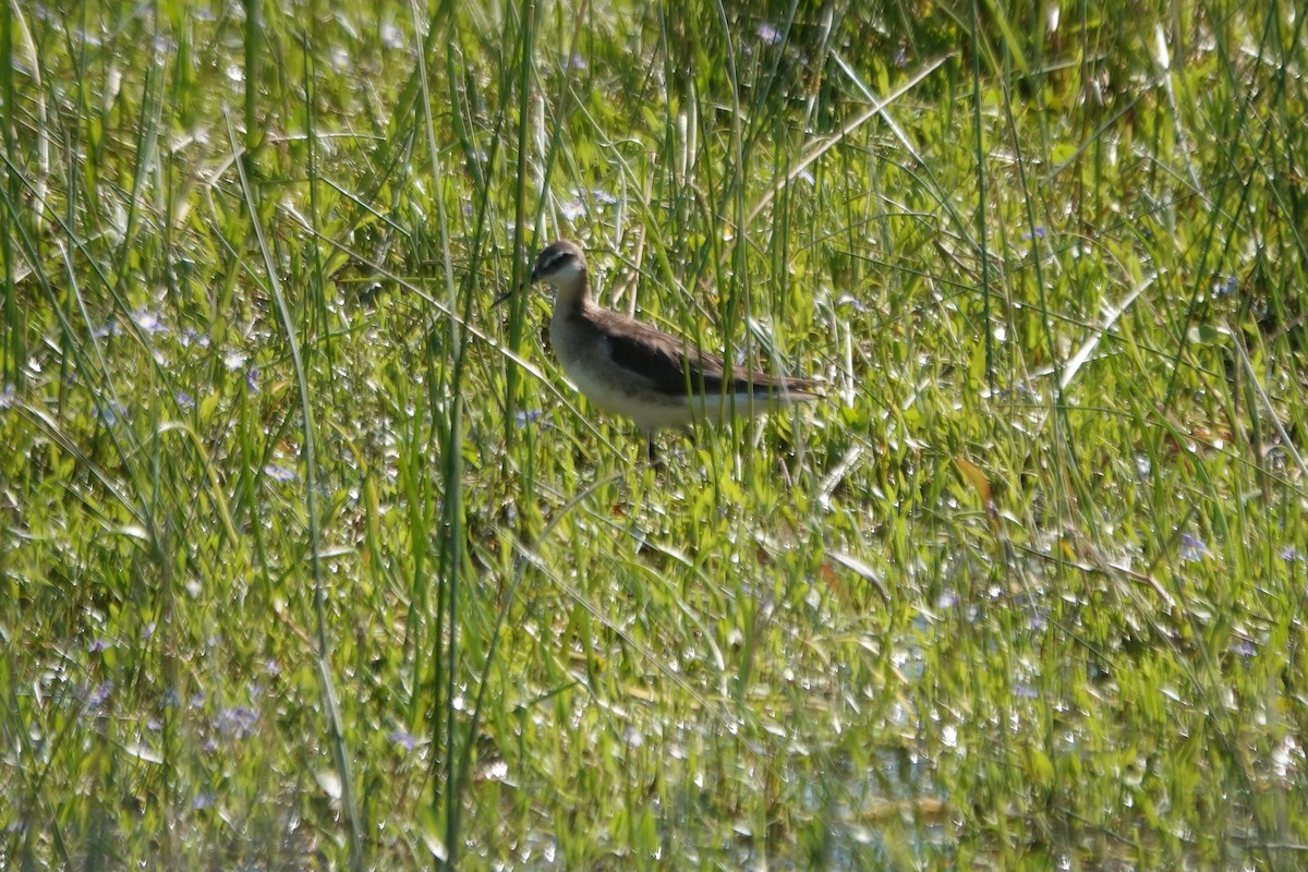 Wilson's Phalarope - ML620628692