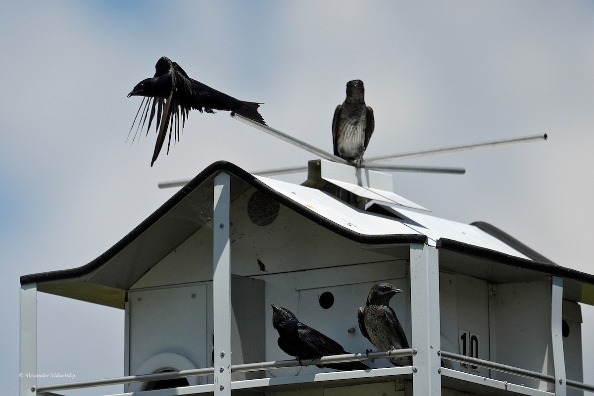 Purple Martin - ML620628693