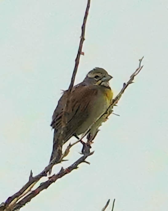 Dickcissel - ML620628694