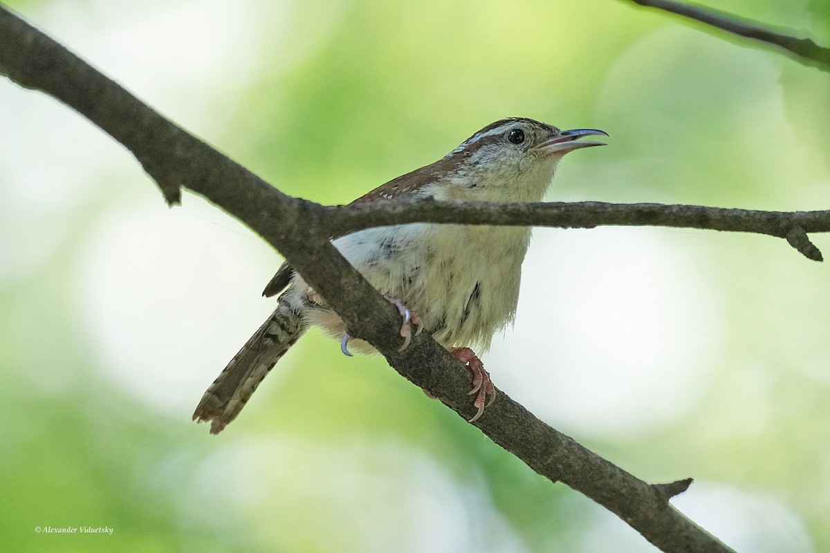 Carolina Wren - ML620628696