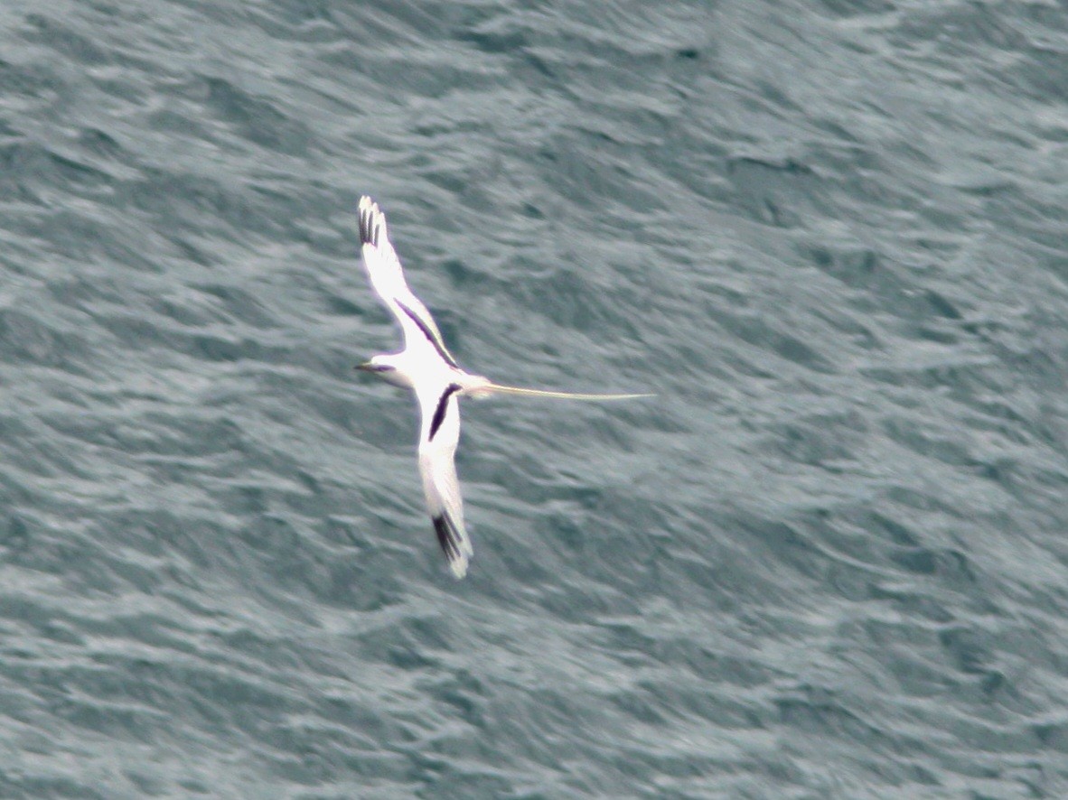 White-tailed Tropicbird - ML620628697