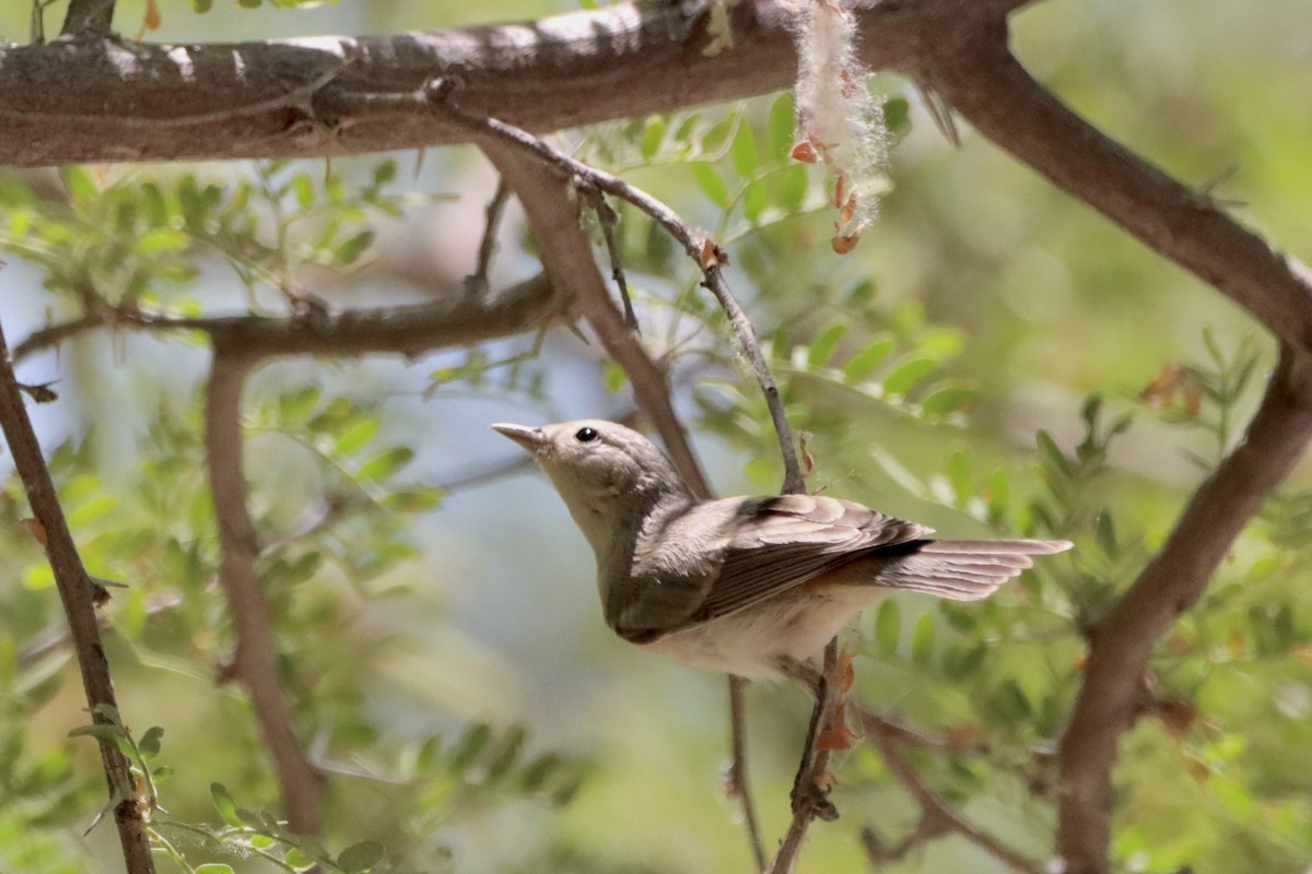 Lucy's Warbler - ML620628699