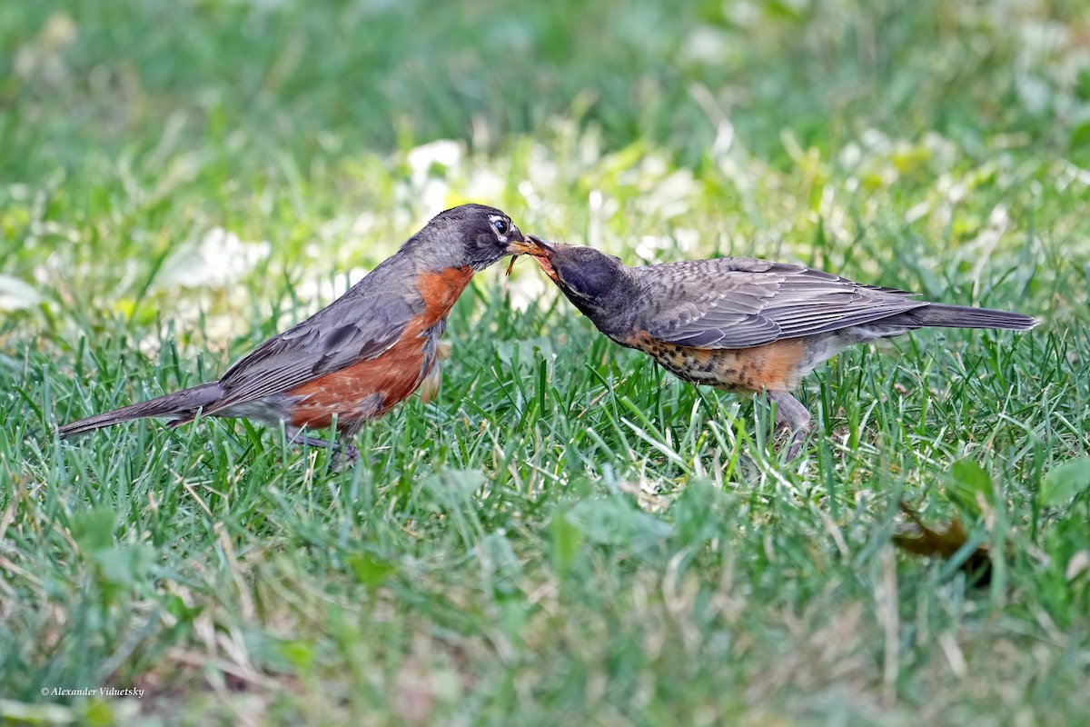 American Robin - ML620628700