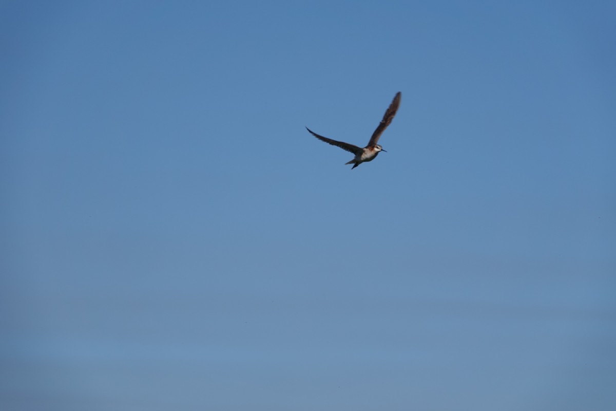 Wilson's Phalarope - ML620628701