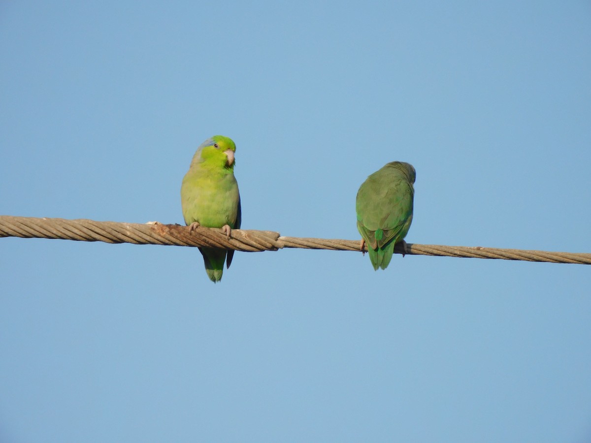 Pacific Parrotlet - ML620628704