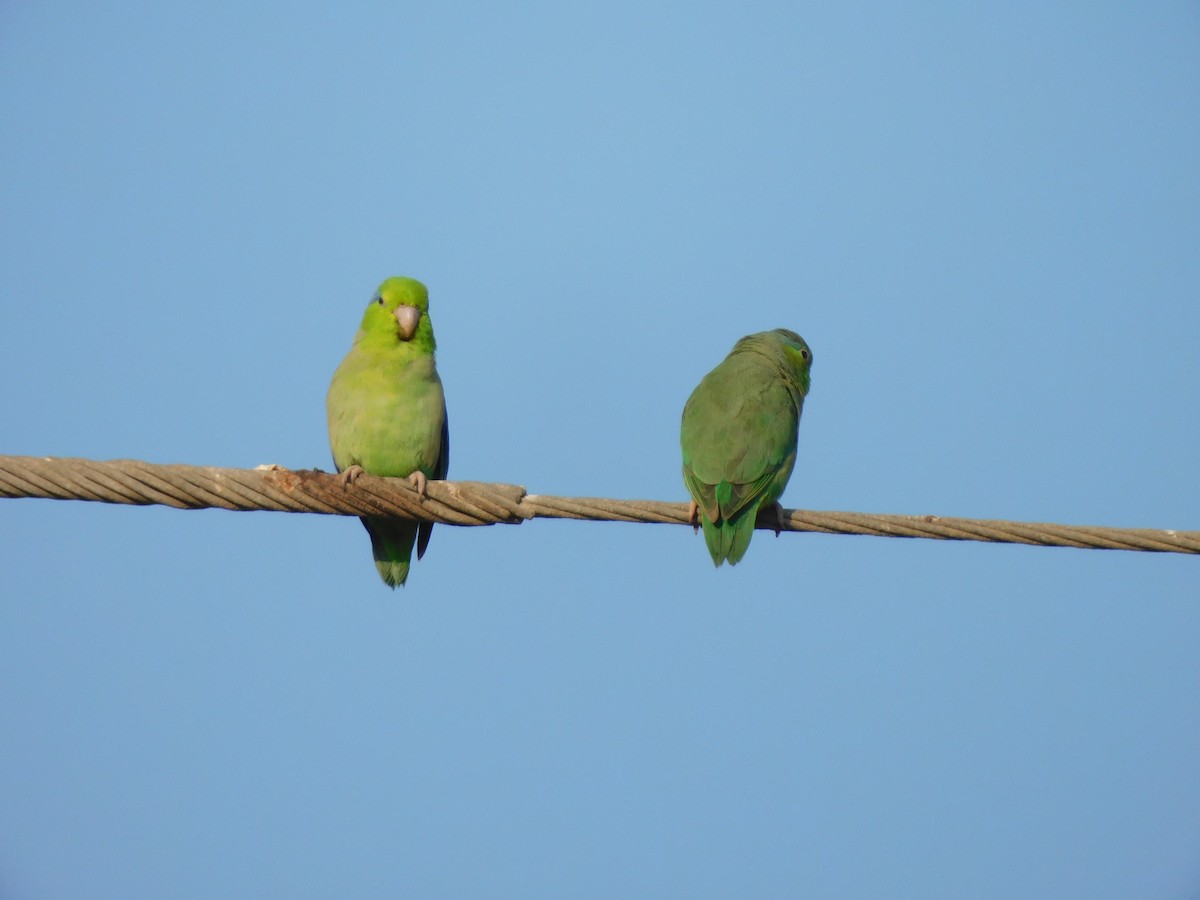 Pacific Parrotlet - ML620628706