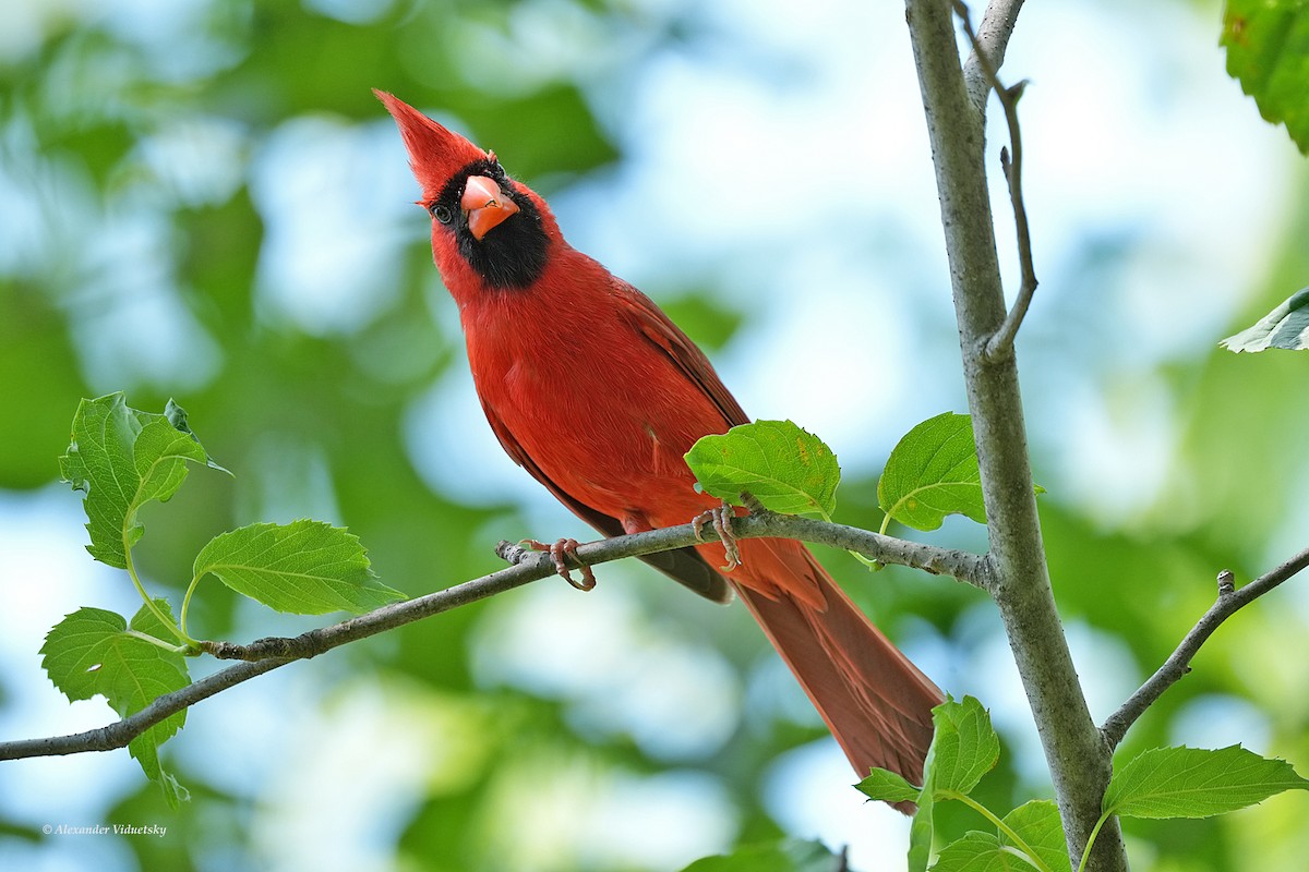 Northern Cardinal - ML620628707