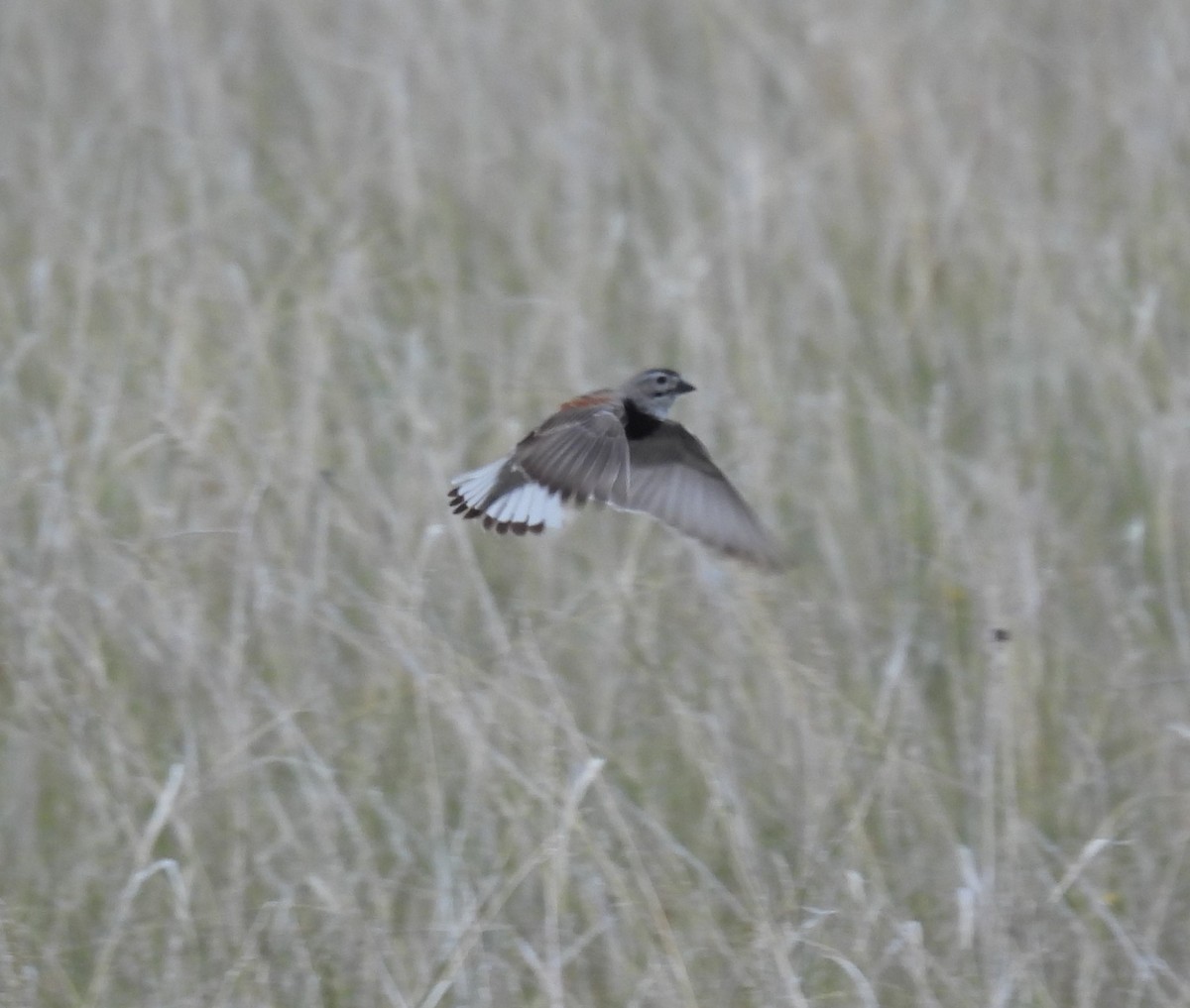 Thick-billed Longspur - ML620628710