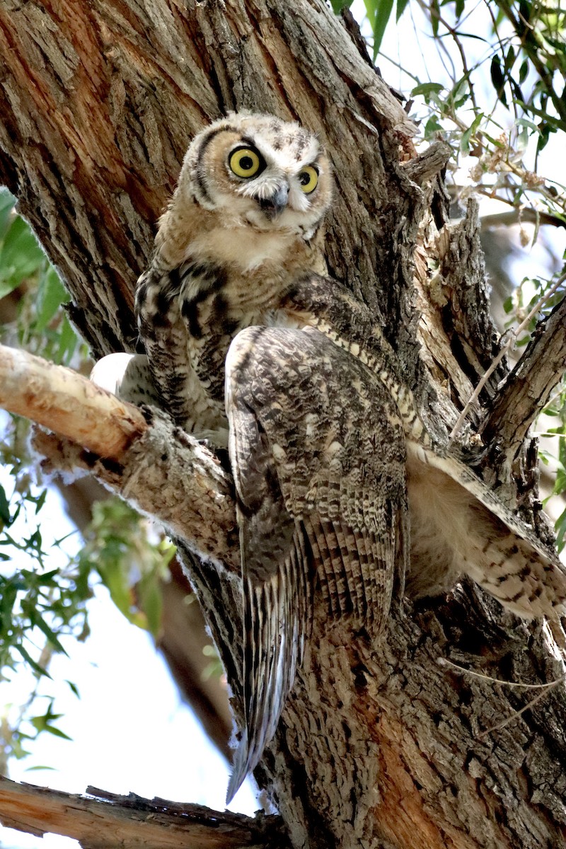 Great Horned Owl - ML620628714